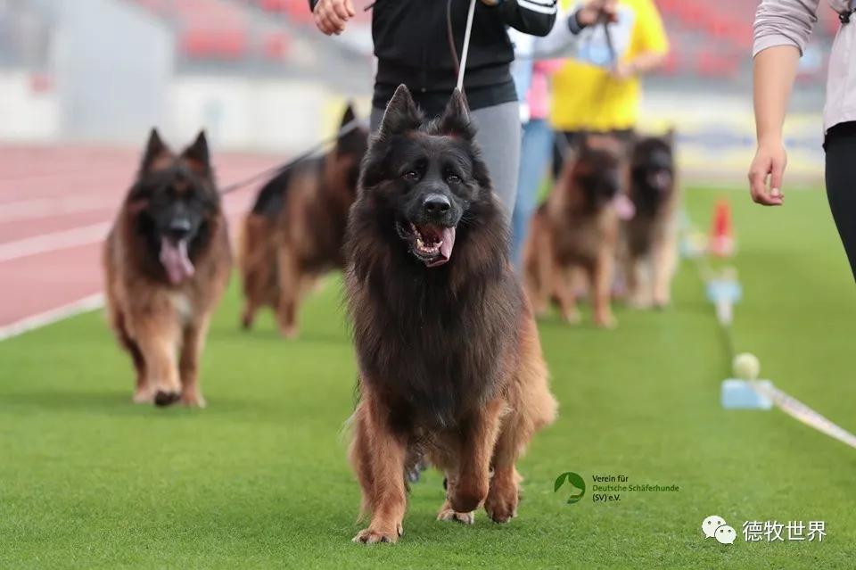 开云体育-Ning在公牛比赛中晋级下一阶段,比赛规则变更引发热议!赛场气氛高涨-开云体育